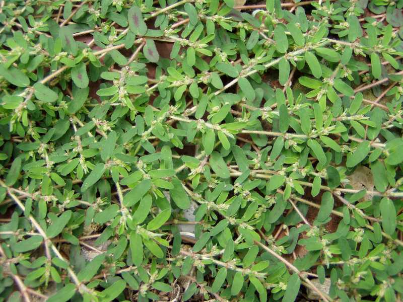 Common Garden Weeds Pacific Northwest Fasci Garden